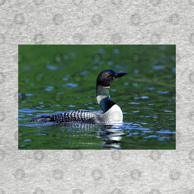 Long neck Loon - Common Loon by Jim Cumming